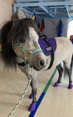 Small Therapy Horse in Clinic